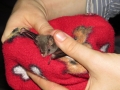 Artibeus watsoni (Thomas's fruit-eating bat)