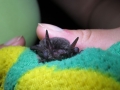 Myotis nigricans (black myotis)