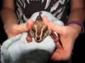 Vampyrodes caraccioli (great stripe-faced bat)